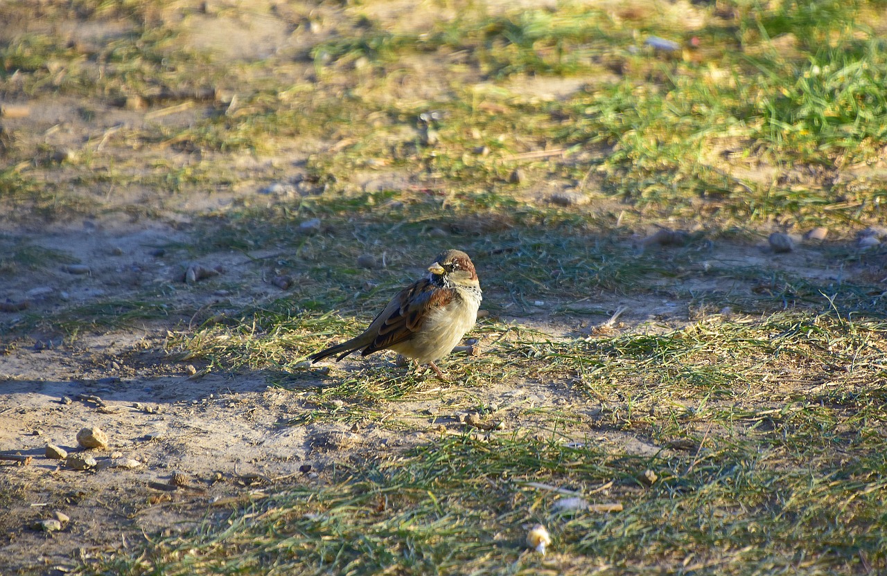birds  sparrow  plumage free photo