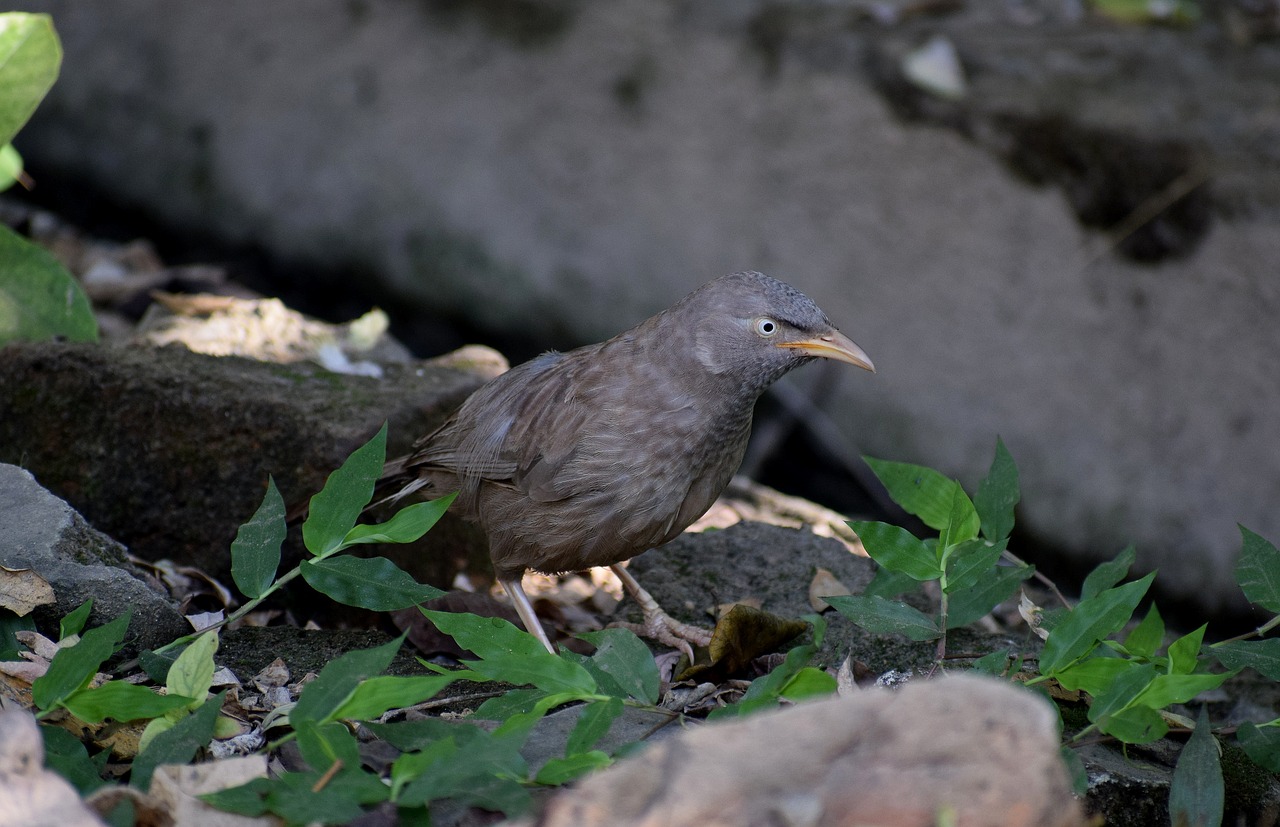 birds  nature  natural free photo