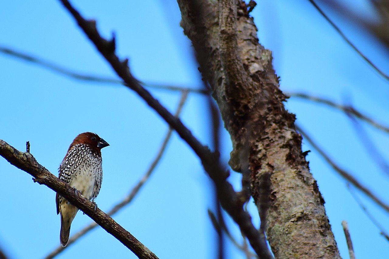 birds  pen  nature free photo