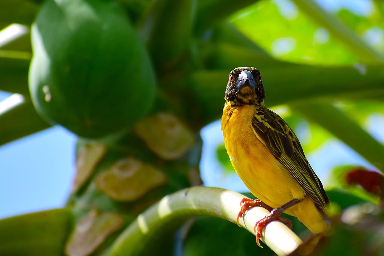 birds  pen  nature free photo