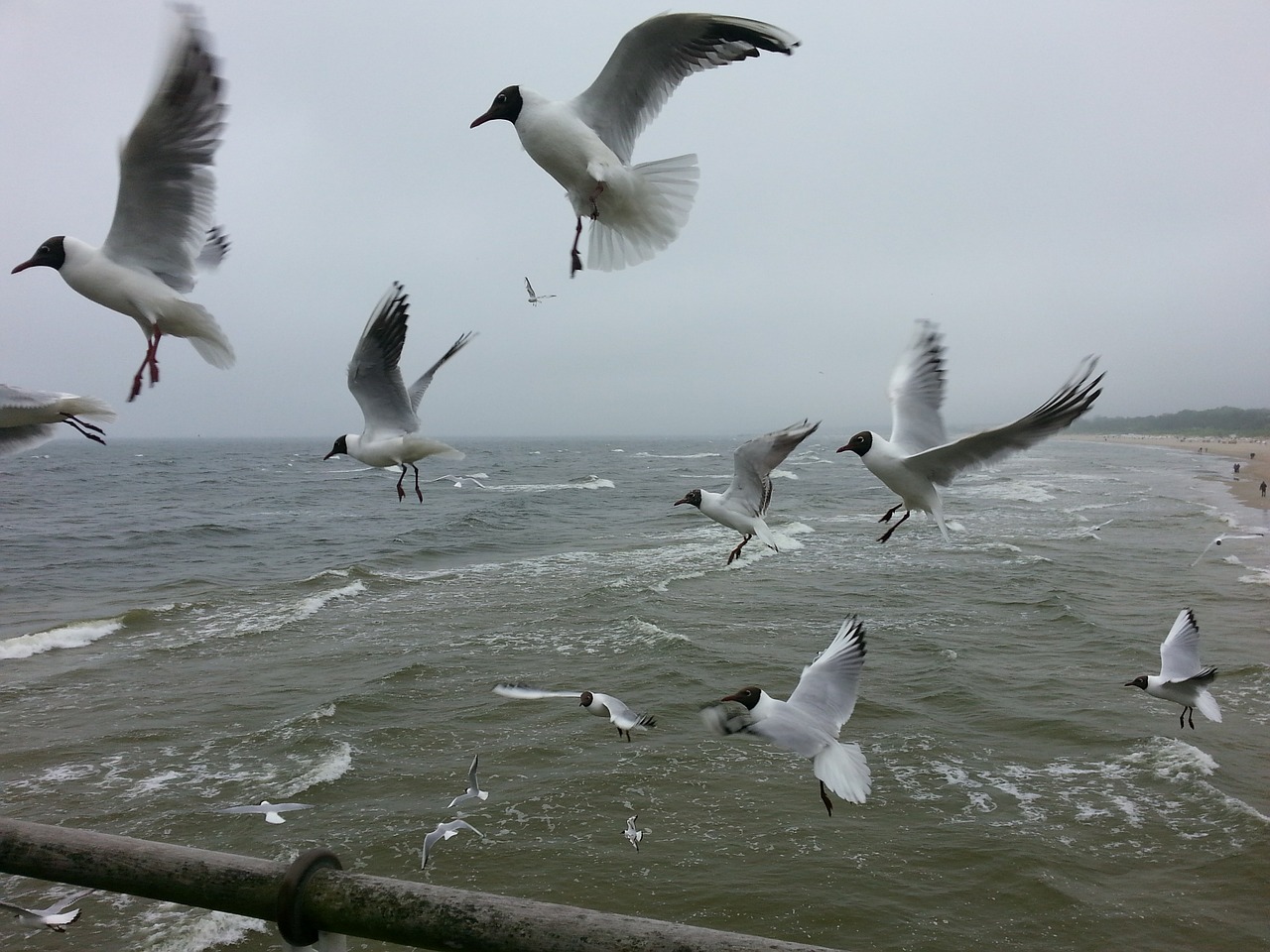 birds sea seagull free photo