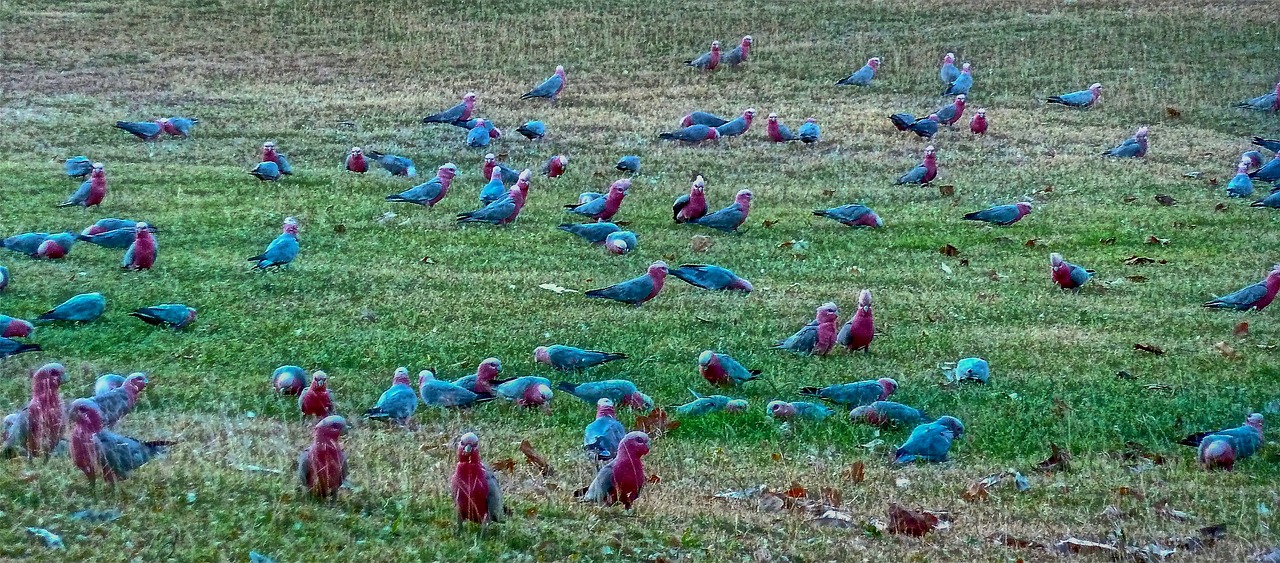 birds  cockatoo  wild free photo