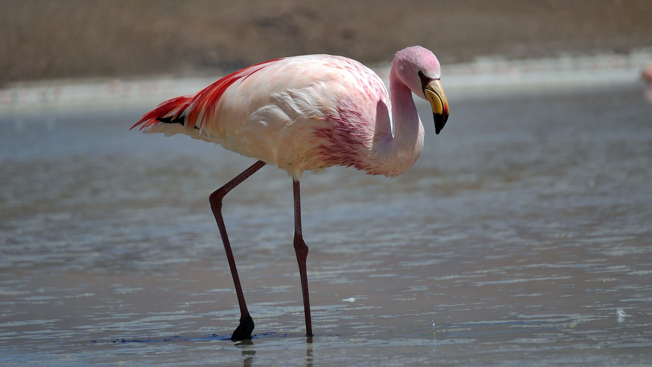 birds  flamingo  pink free photo