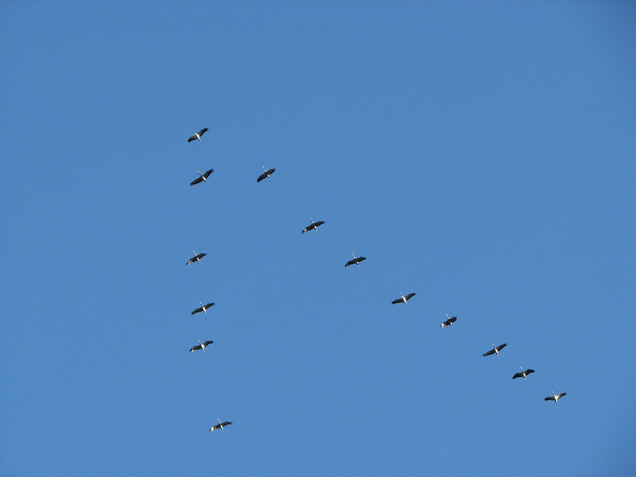 birds migratory birds formation free photo