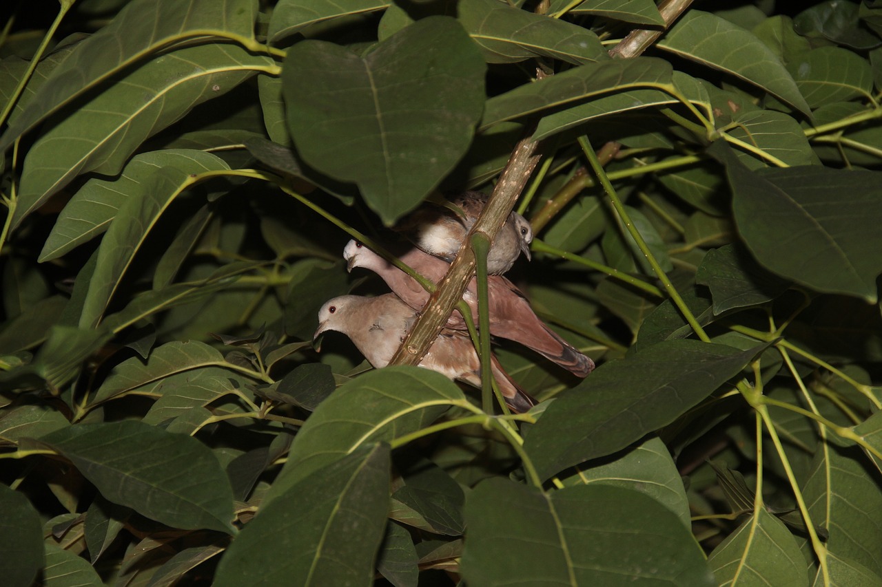 birds  tree  nature free photo