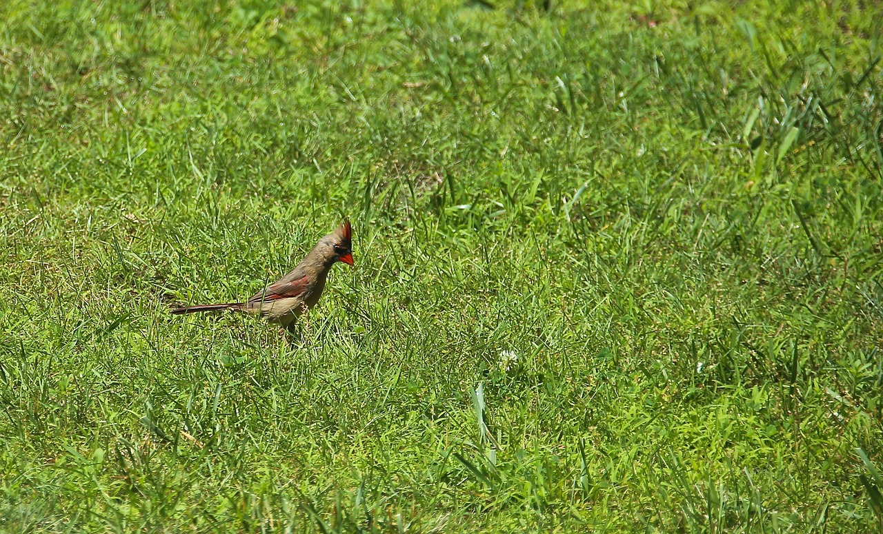 birds grass alone free photo