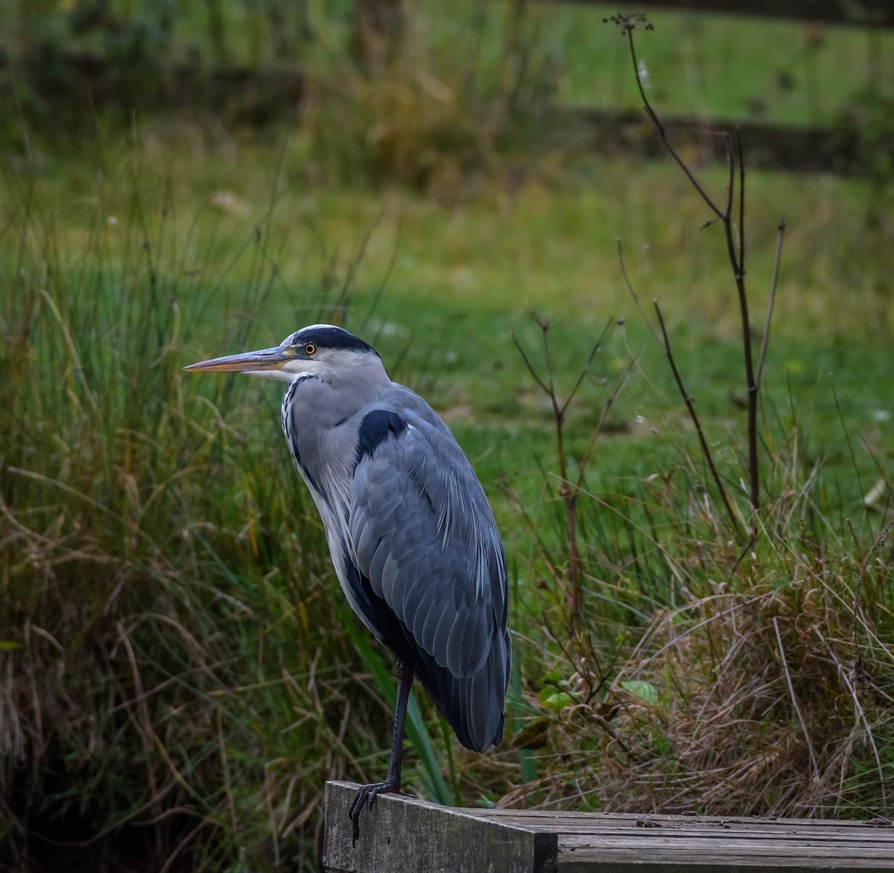 birds  heron  grey free photo