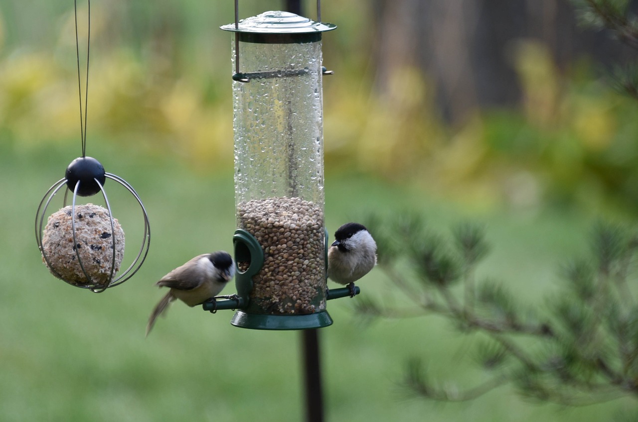 birds  autumn  nature free photo