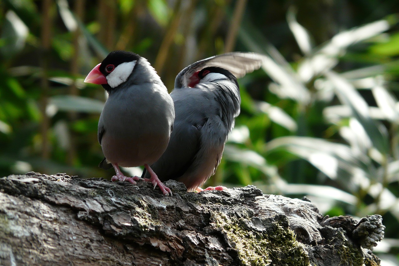 birds  zoo  animal world free photo