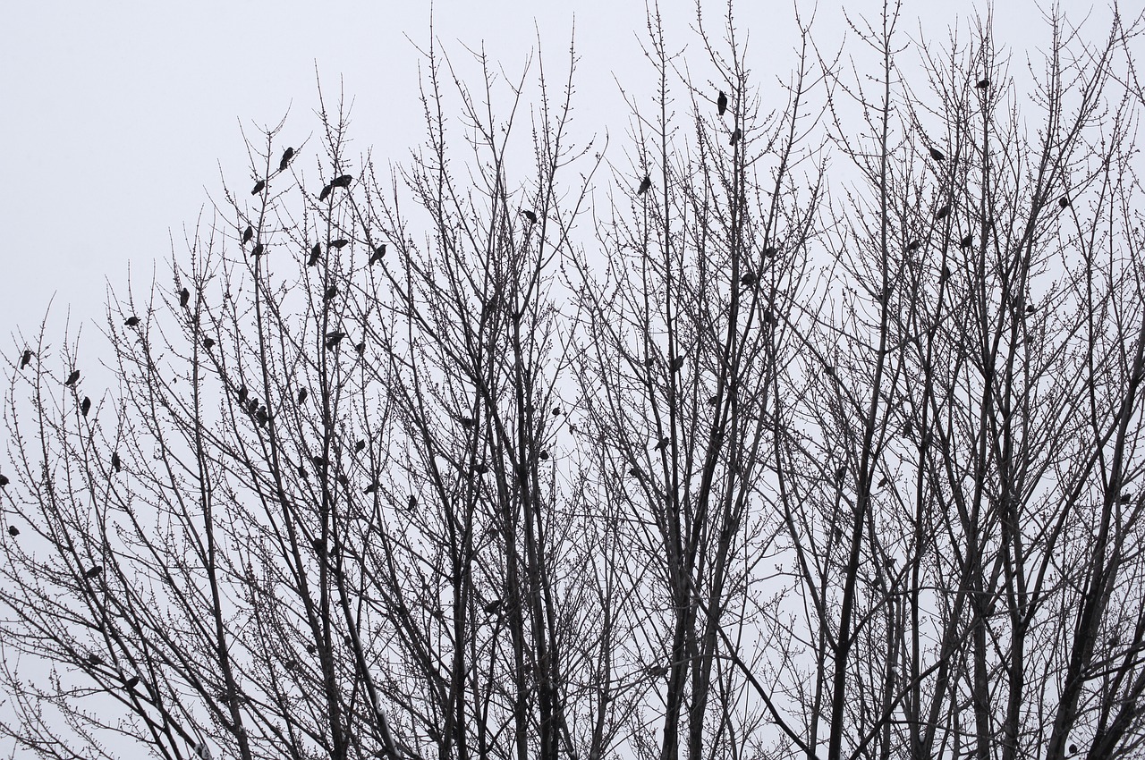 birds  winter  landscape free photo