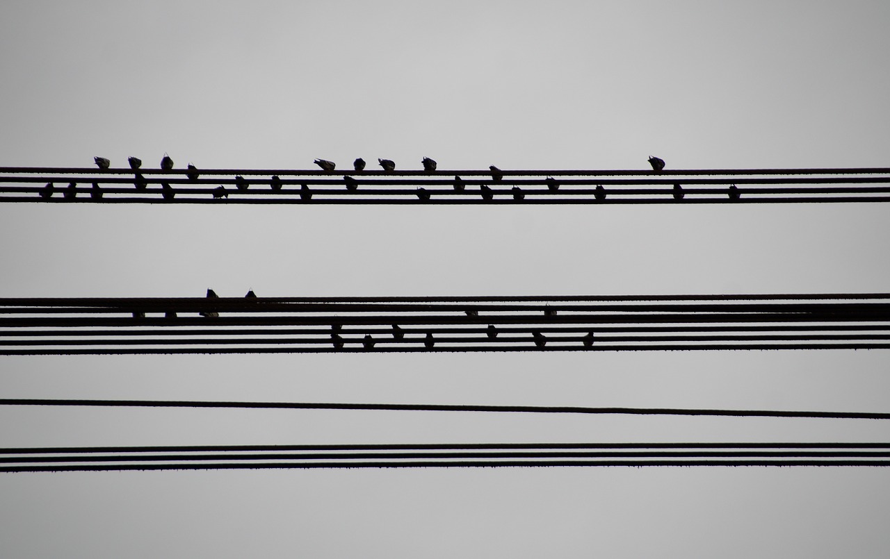 birds  wires  sitting free photo