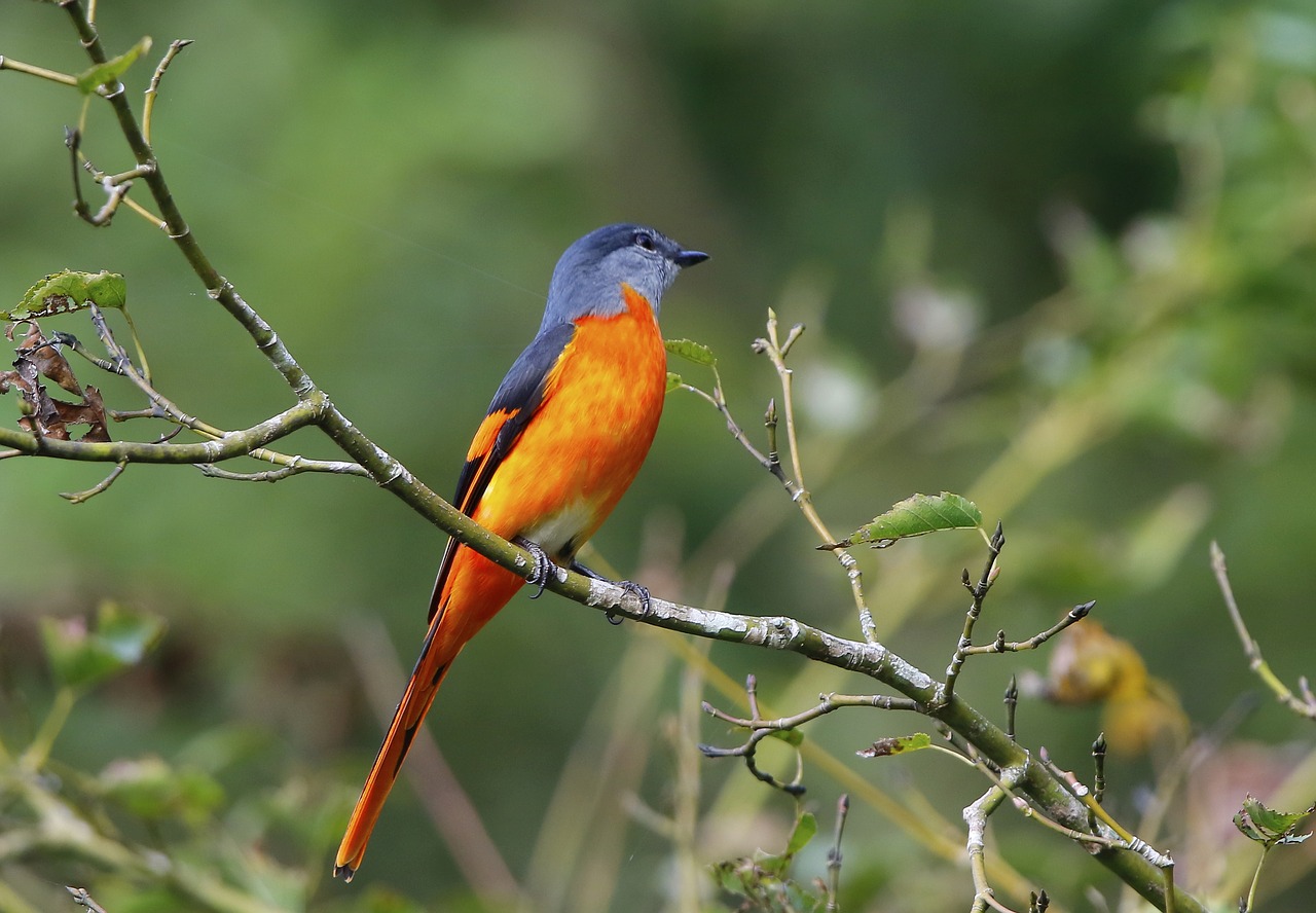 birds  orange  nature free photo