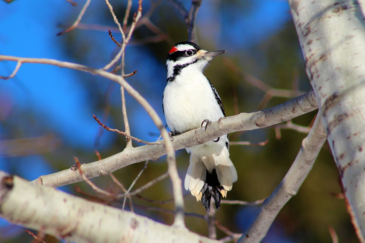 birds  bird watching  hairy woodpecker free photo