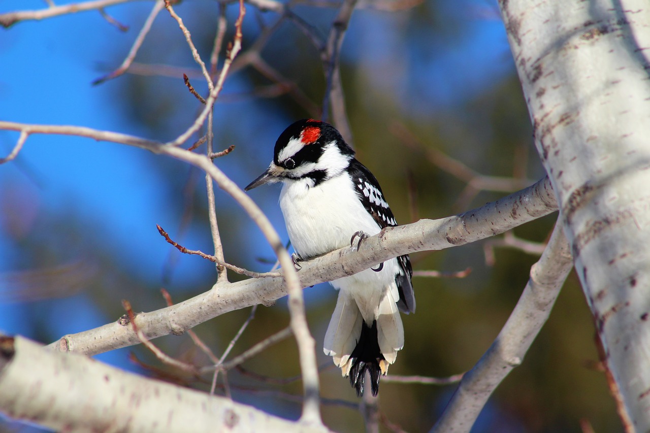 birds  bird watching  hairy woodpecker free photo