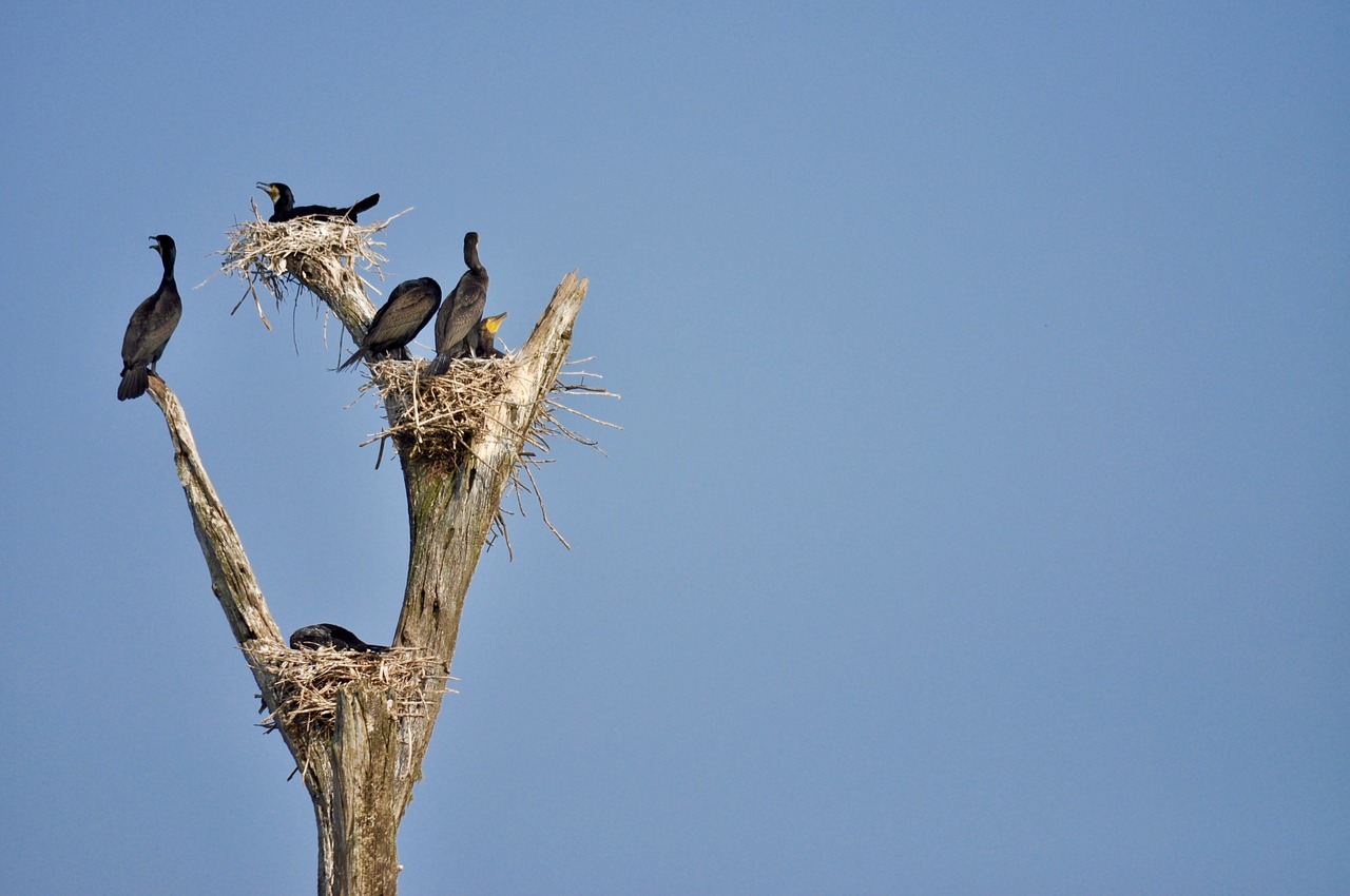 birds  nests  branches free photo