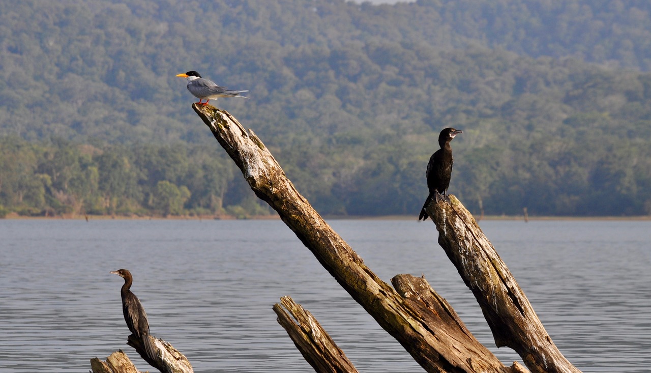 birds  branches  water free photo