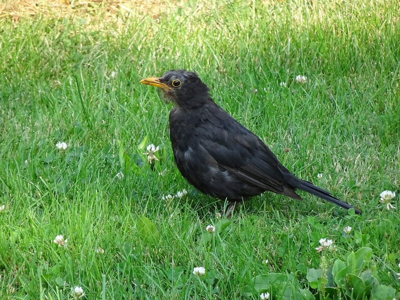 birds  merle black  young free photo