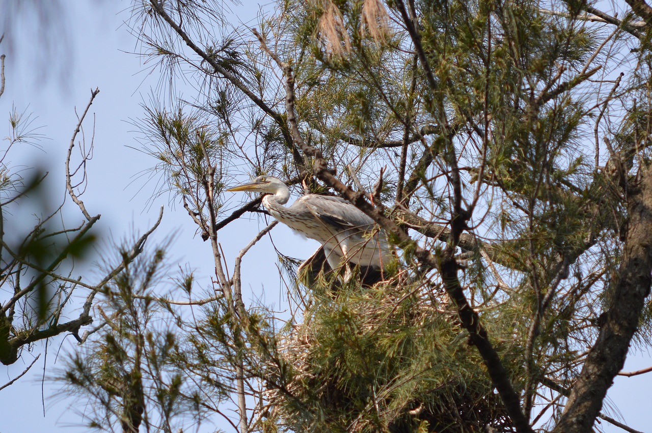 birds  immature  grey free photo