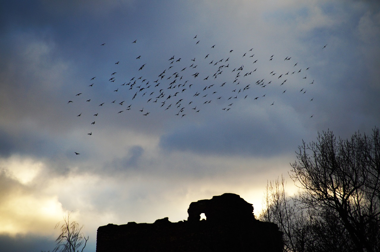 birds  covey  a bevy of free photo