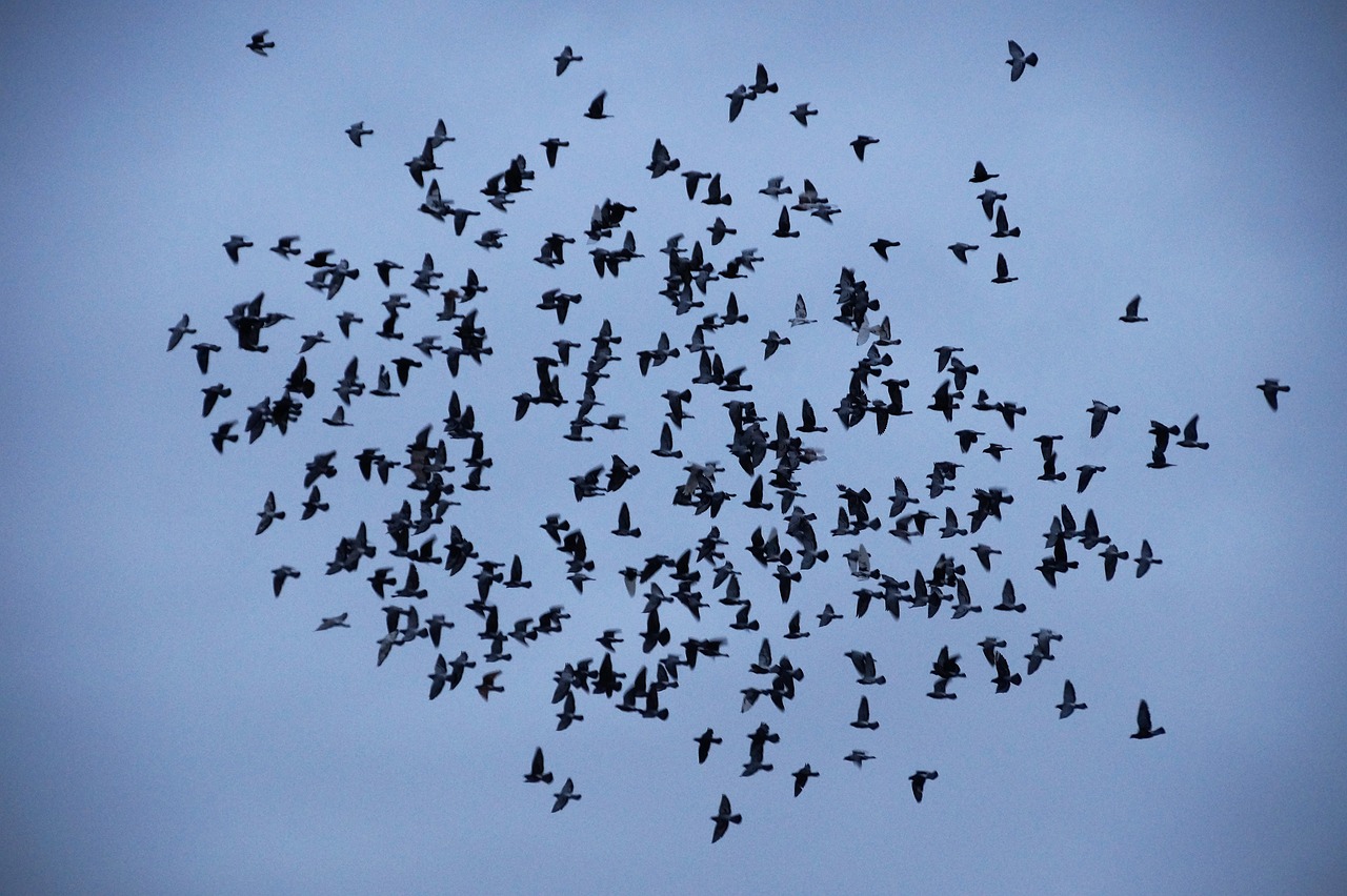 birds  covey  a bevy of free photo