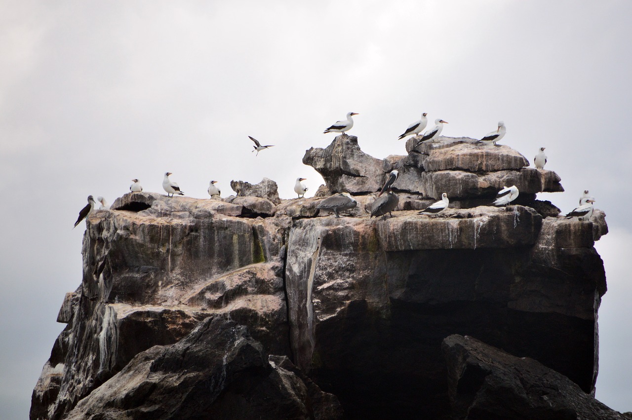 birds  rock  galápagos free photo
