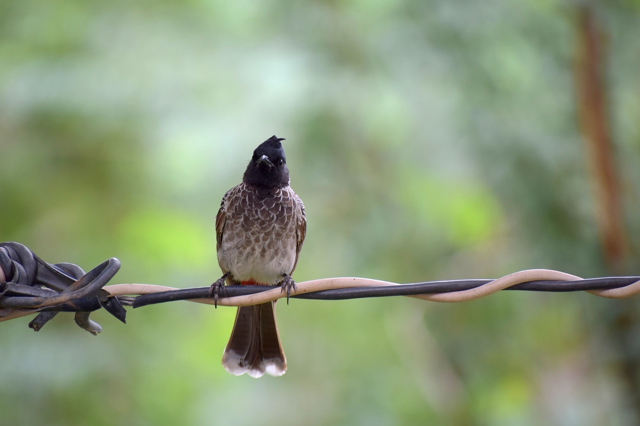 birds  sitting  nature free photo