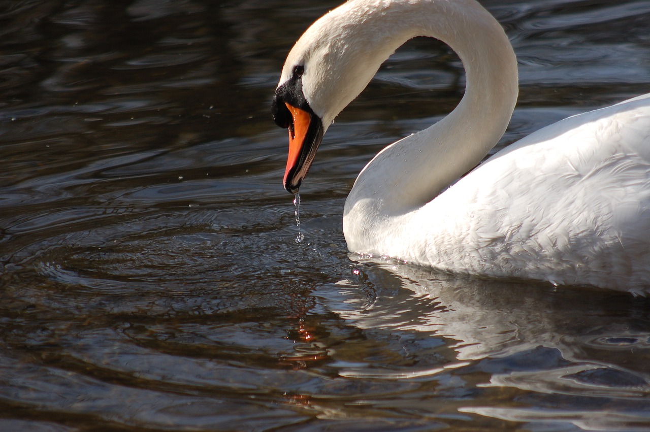 birds  swans  beak free photo
