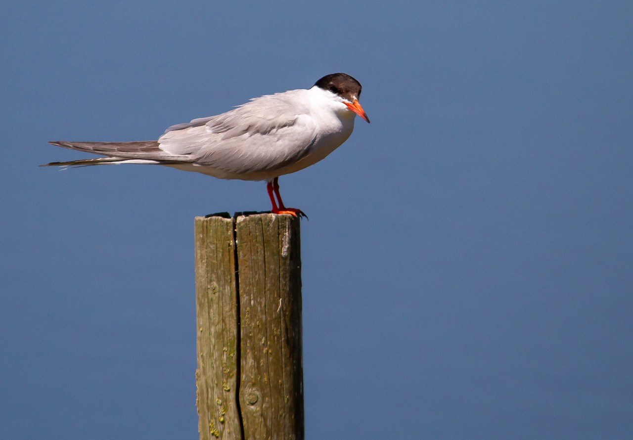 birds  nature  animal free photo