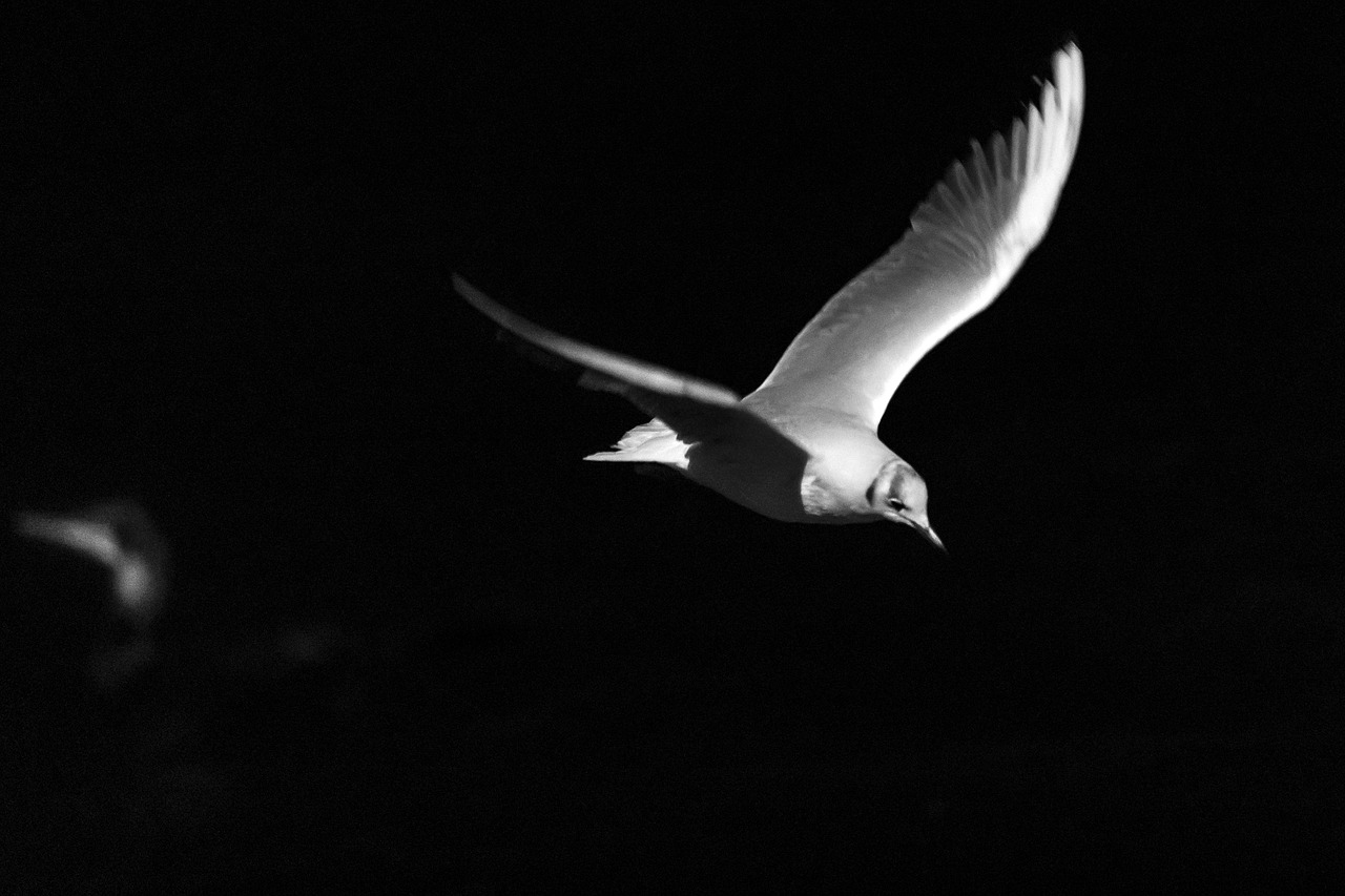 birds  flight  night free photo