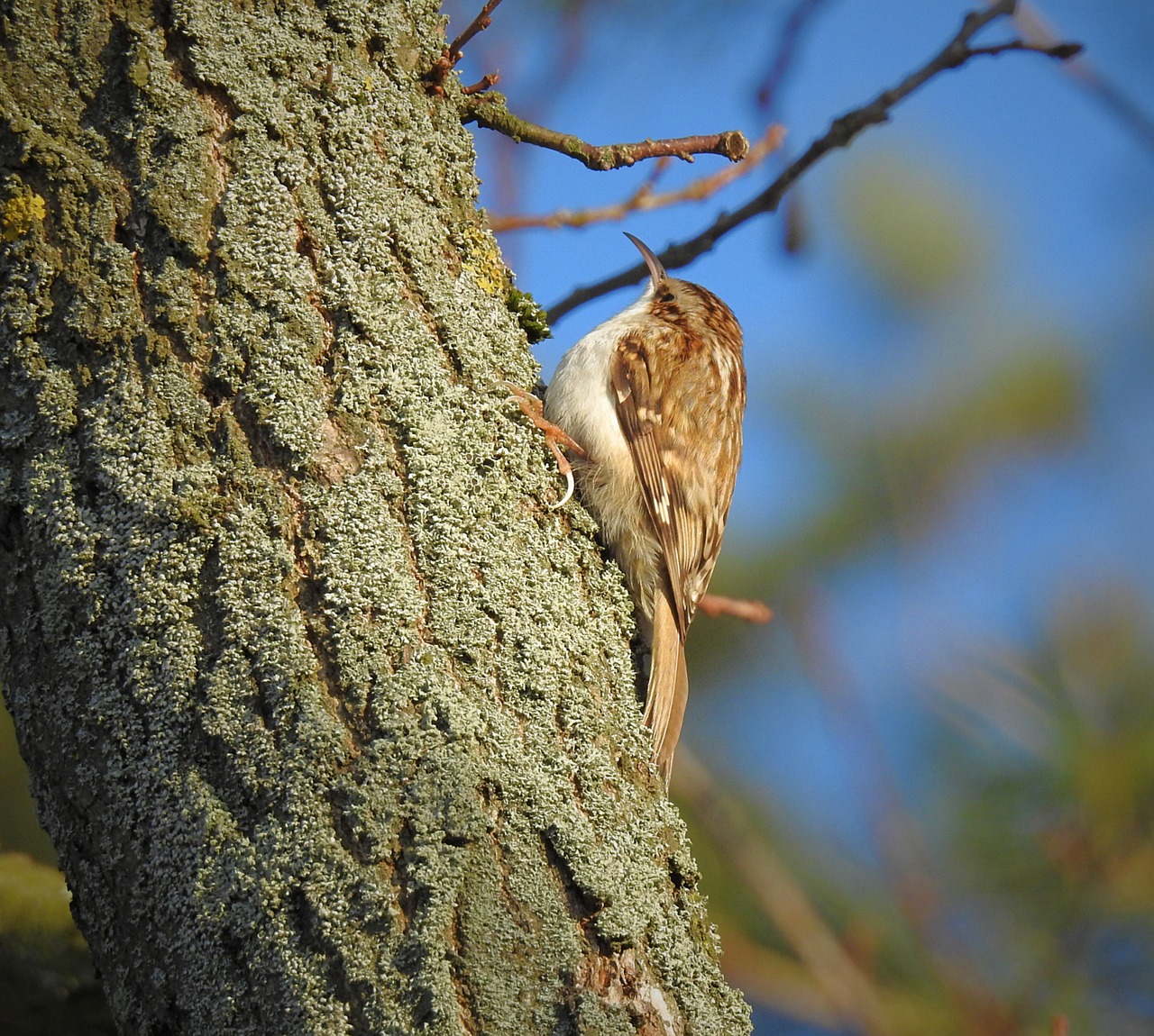 birds  on the tree  forest free photo