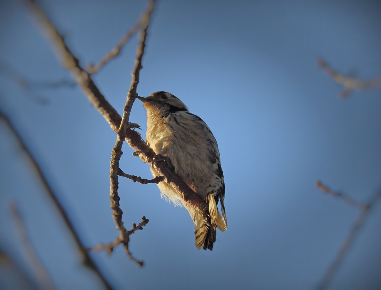 birds  woodpecker  sky free photo