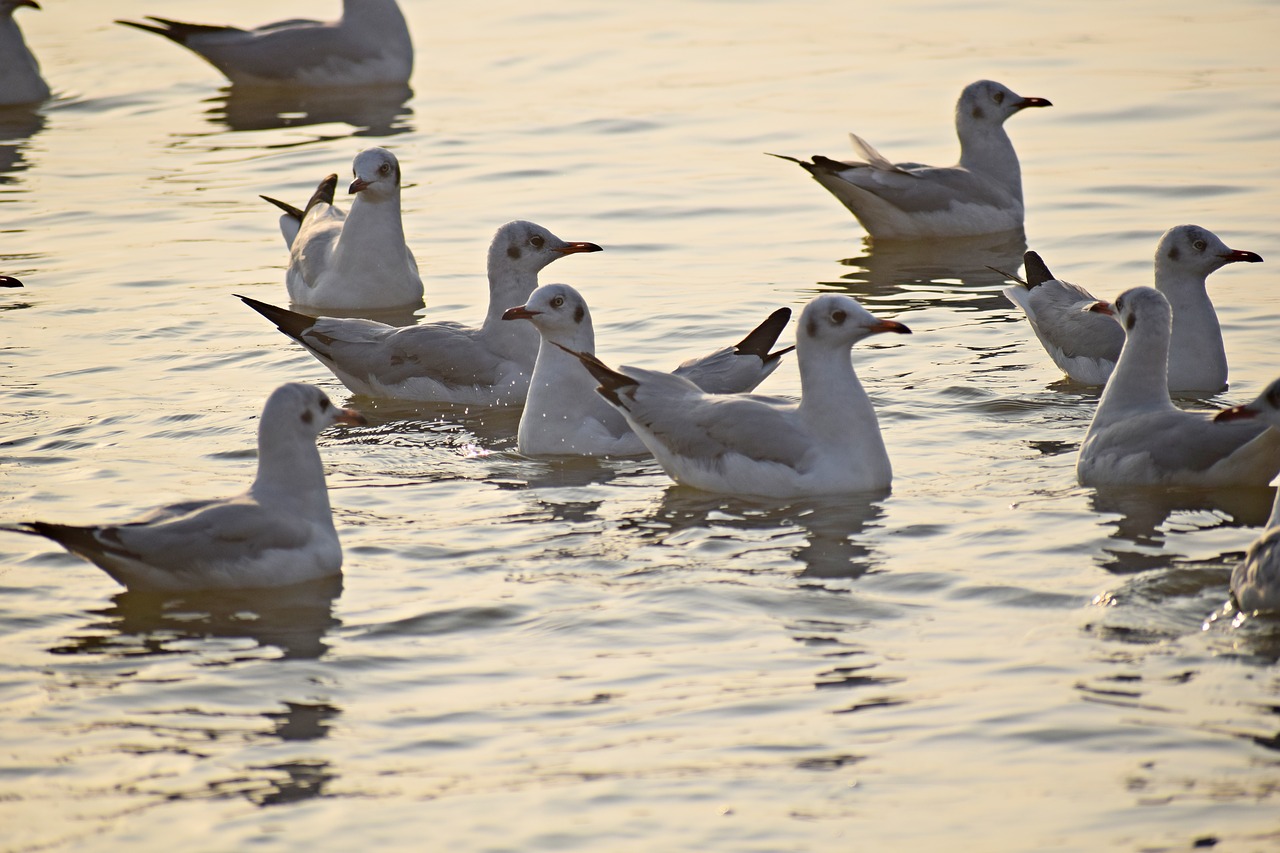 birds  flock  seagulls free photo