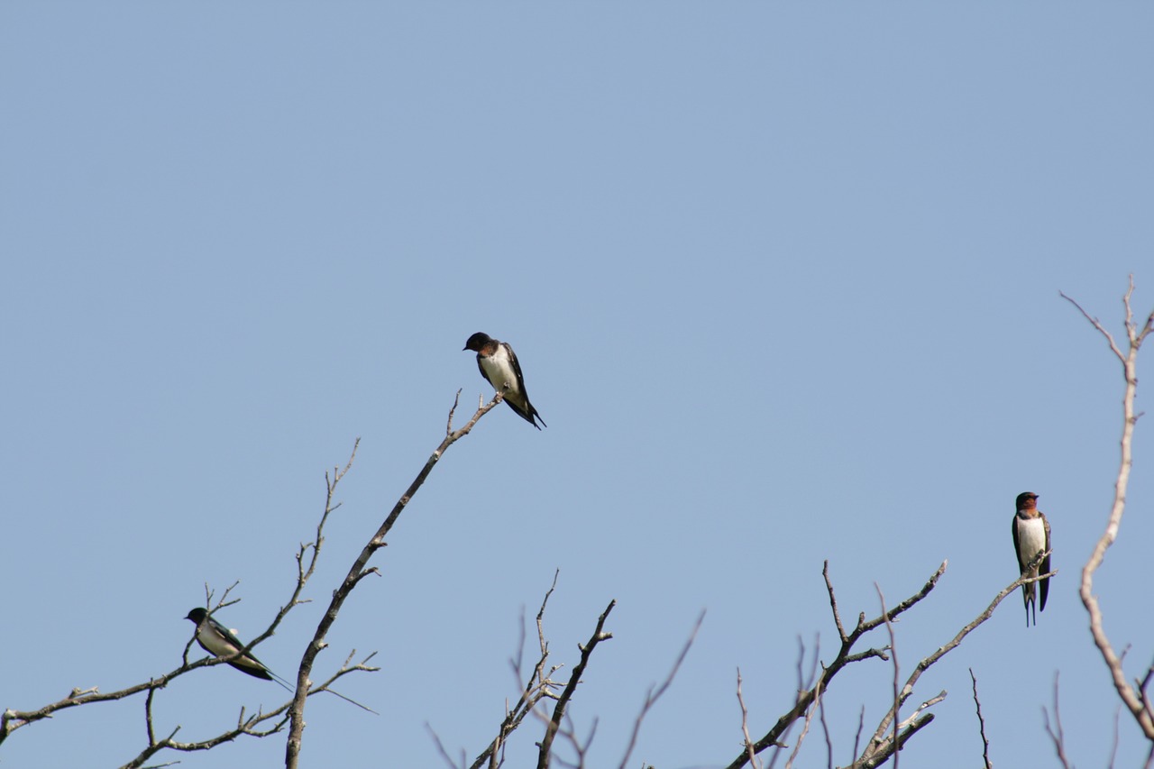 birds  nature  sky free photo