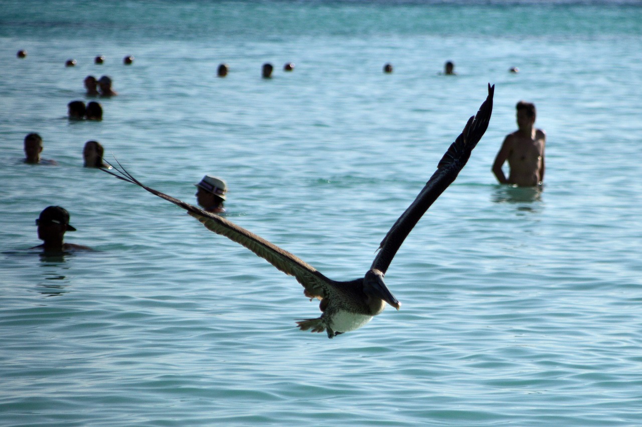 birds  pelican  sea free photo