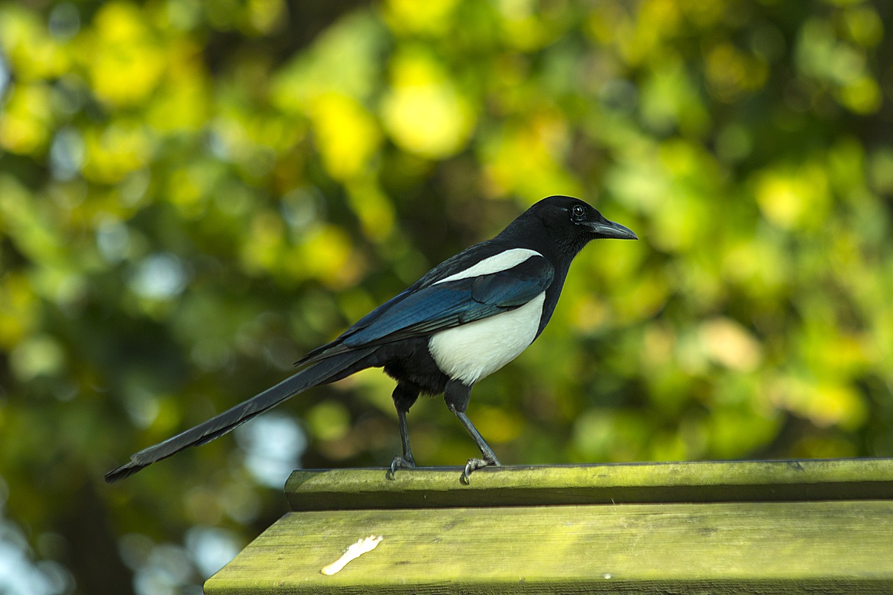 birds  corvidae  magpie free photo