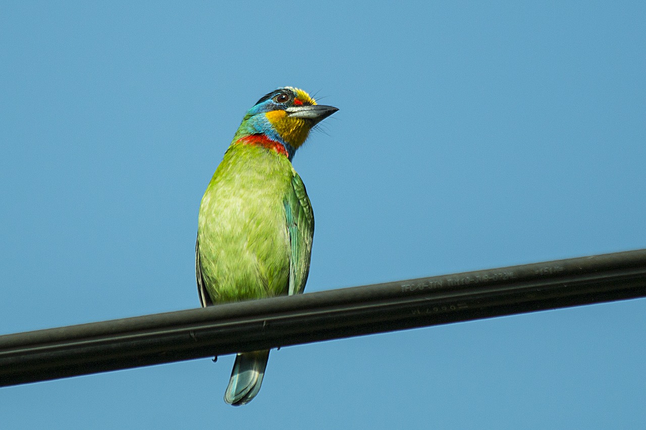 birds  taiwan intends to peck wood  colored birds free photo