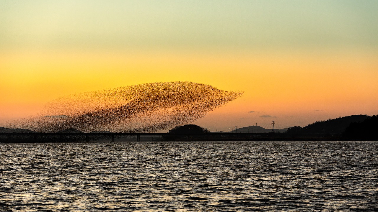 birds  sky  sunset free photo