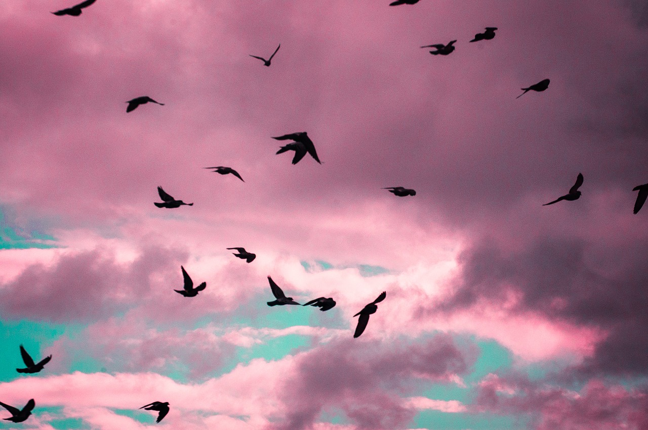 birds  pink  animal free photo