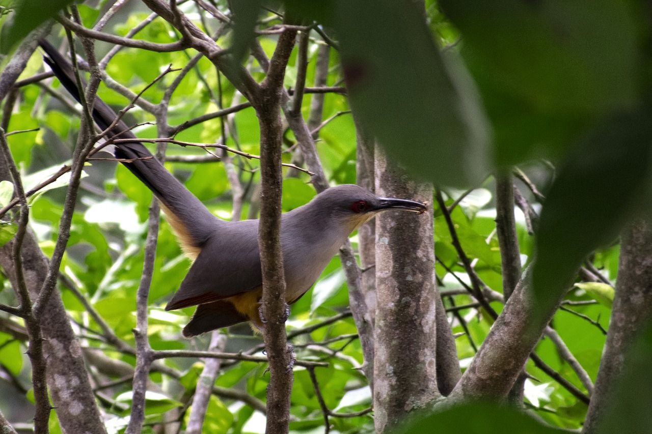 birds  nature  plumage free photo