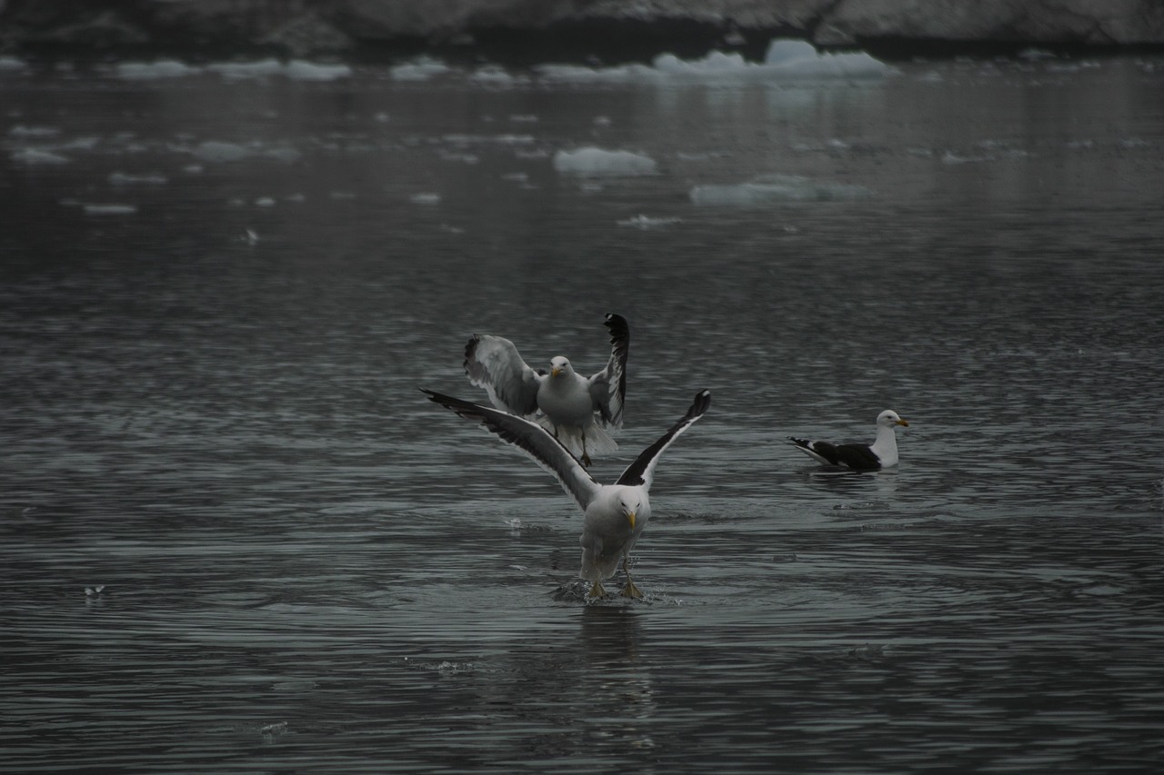 birds  flying  antarctica free photo