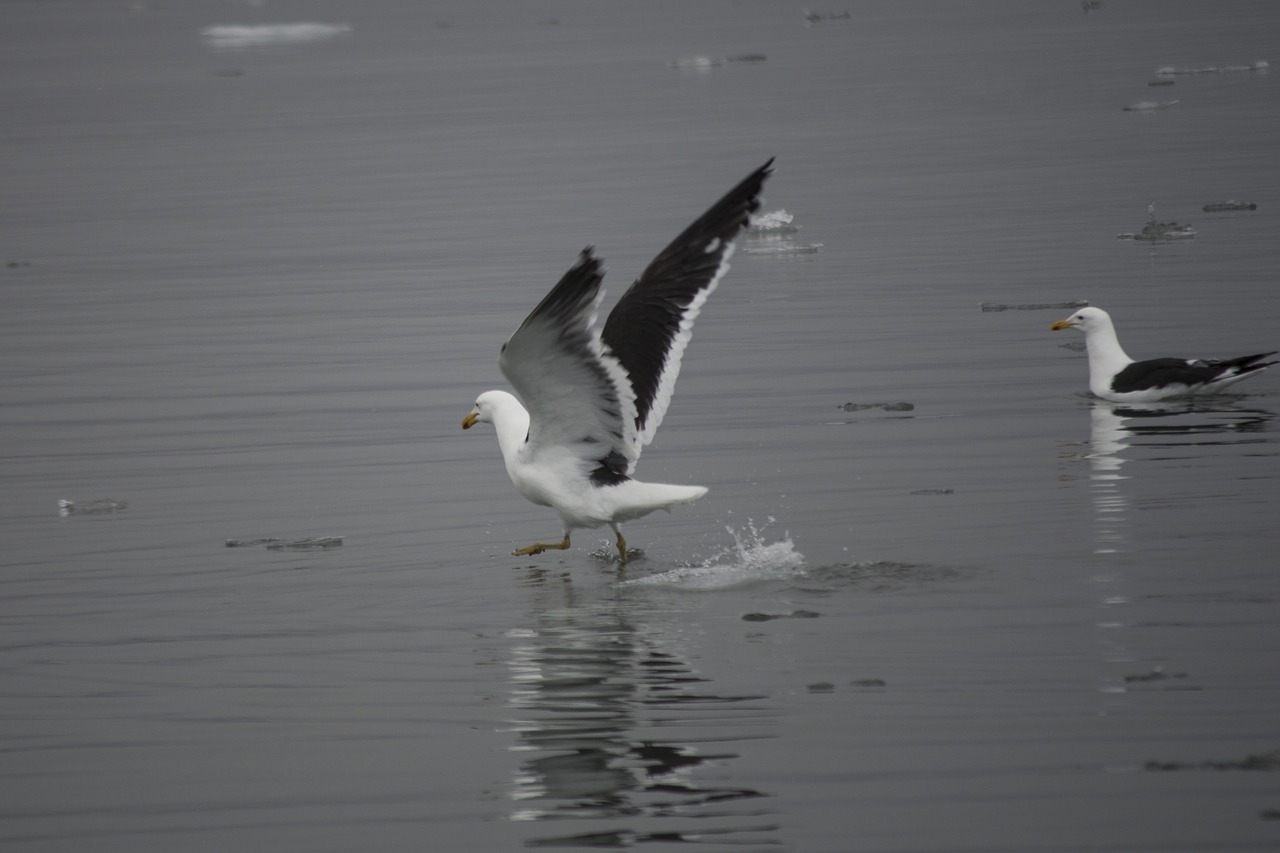 birds  flying  antarctica free photo