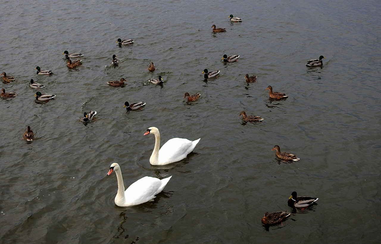 birds  swans  ducks free photo