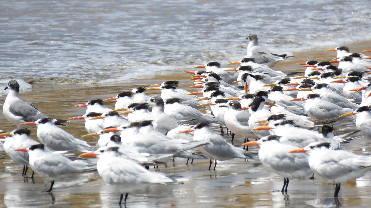 birds  beach  seagull free photo