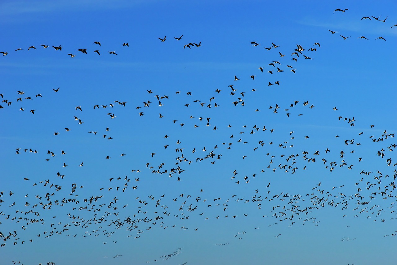 birds  geese  migratory birds free photo