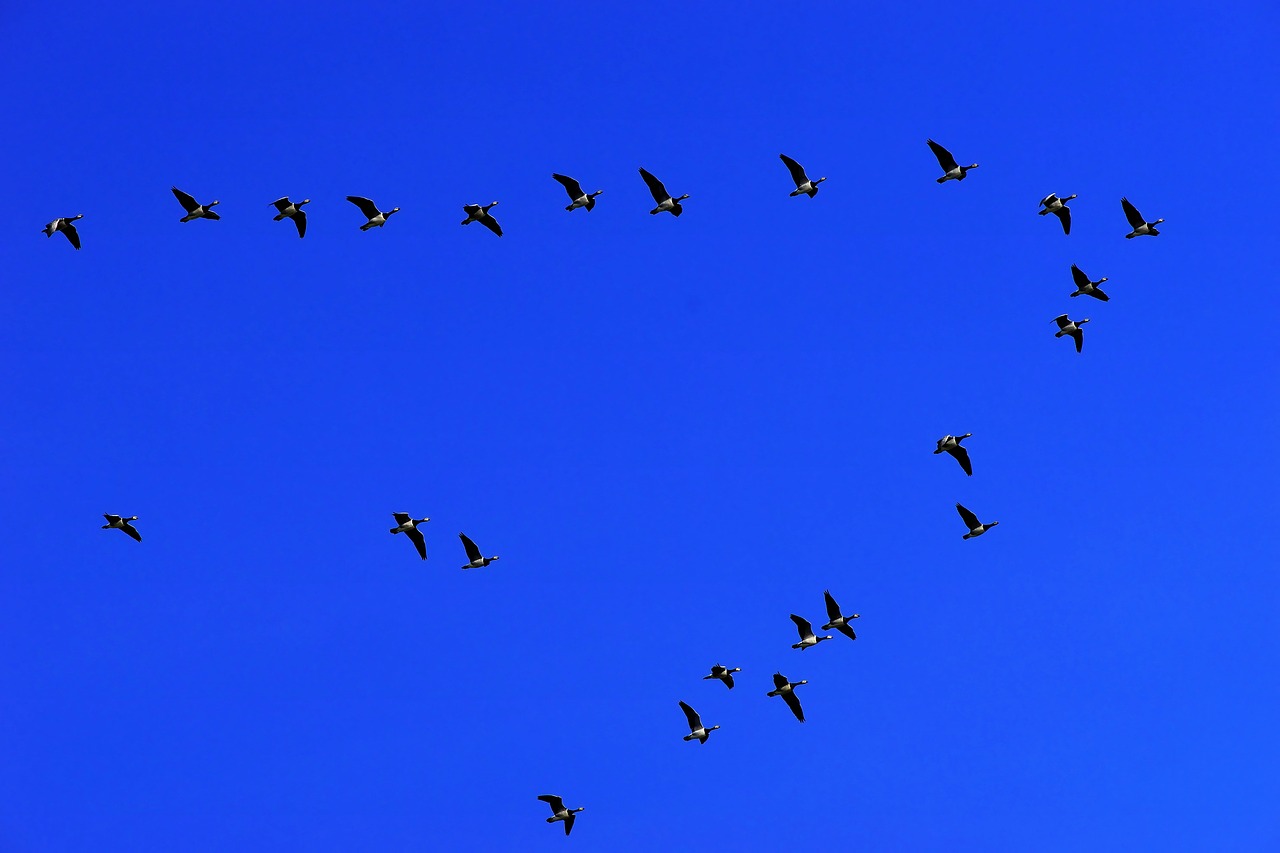 birds  geese  migratory birds free photo