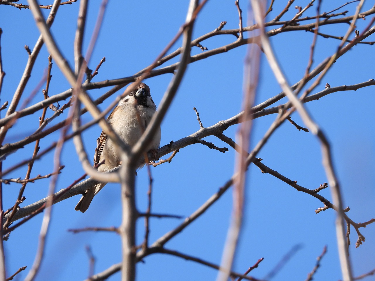 birds  wróbelek  the sparrow free photo