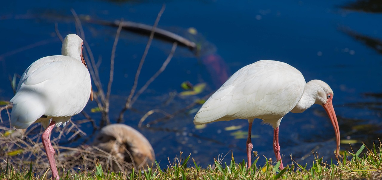 birds  water  nature free photo