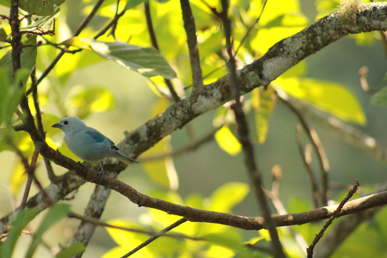 birds  animals  nature free photo