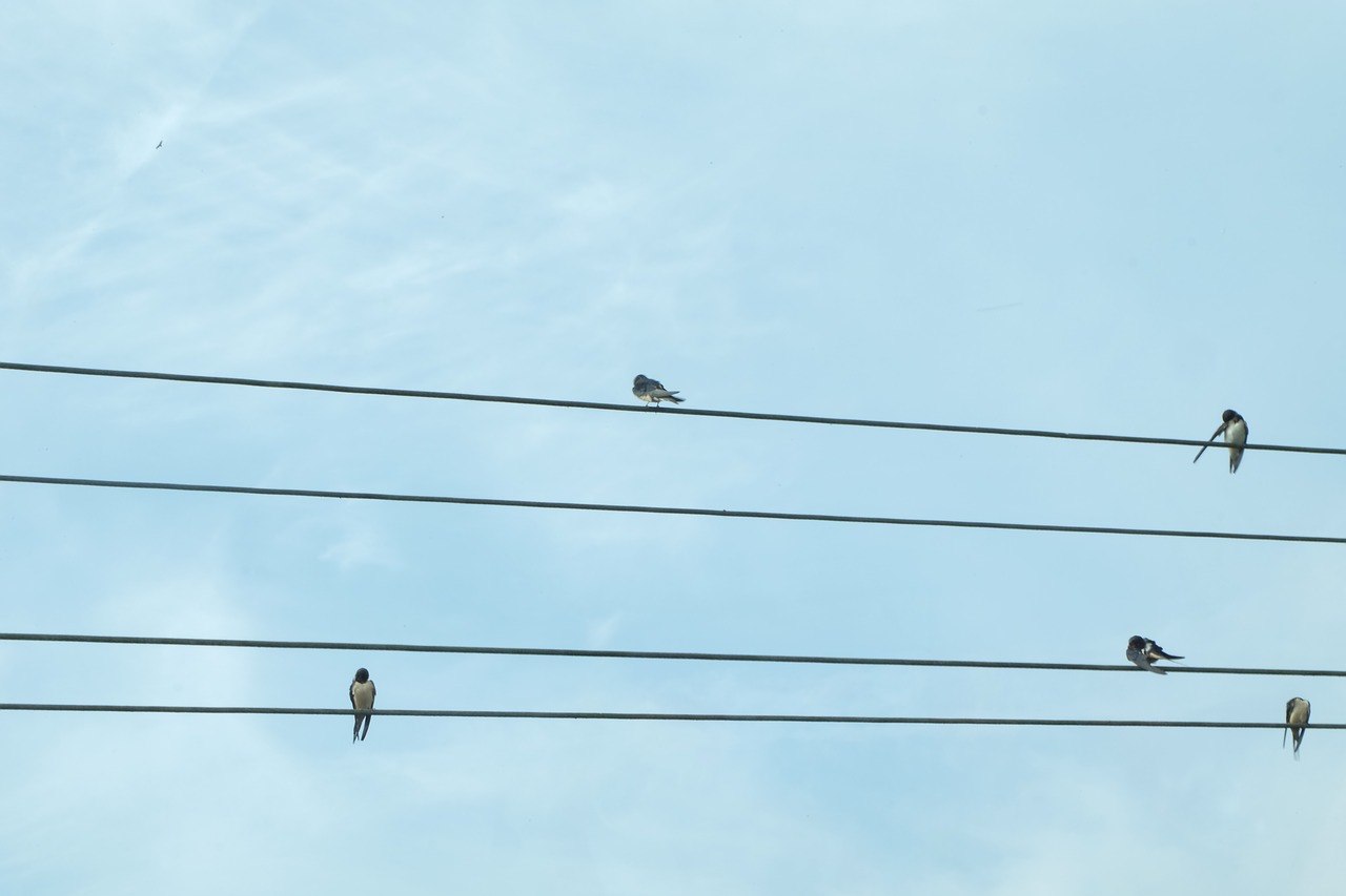 birds  communication  twitter free photo