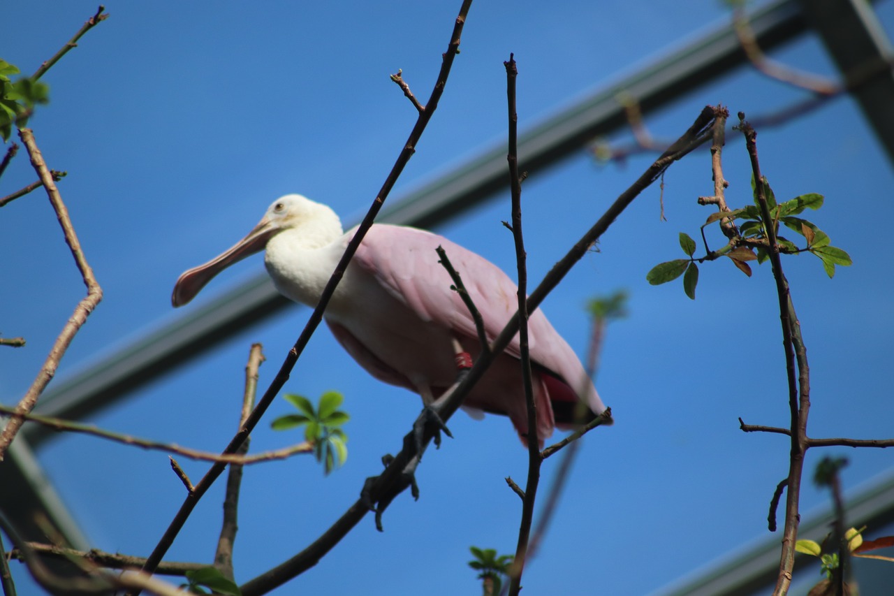 birds  pink  greenhouse free photo